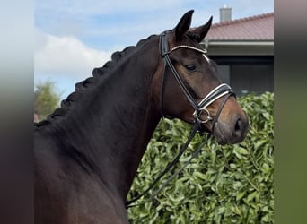 Oldenburger, Wallach, 3 Jahre, 172 cm, Brauner