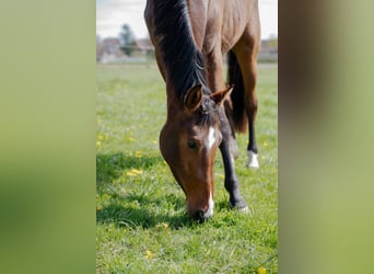 Oldenburger, Wallach, 3 Jahre, 172 cm, Brauner