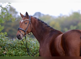 Oldenburger, Wallach, 3 Jahre, 172 cm, Dunkelbrauner