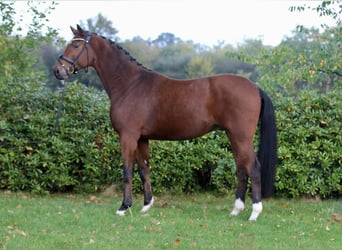 Oldenburger, Wallach, 3 Jahre, 172 cm, Dunkelbrauner
