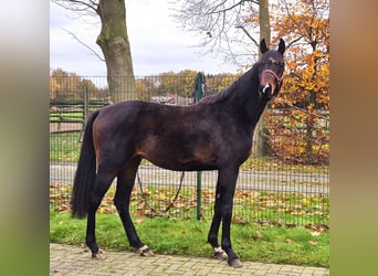 Oldenburger, Wallach, 3 Jahre, 172 cm, Dunkelbrauner