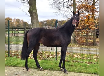 Oldenburger, Wallach, 3 Jahre, 172 cm, Dunkelbrauner