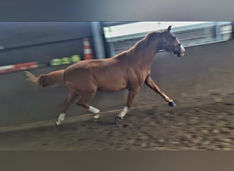 Oldenburger, Wallach, 3 Jahre, 172 cm, Fuchs