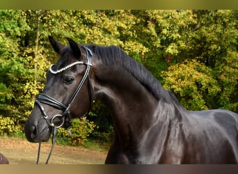 Oldenburger, Wallach, 3 Jahre, 172 cm, Rappe