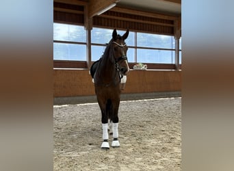 Oldenburger, Wallach, 3 Jahre, 173 cm, Dunkelbrauner