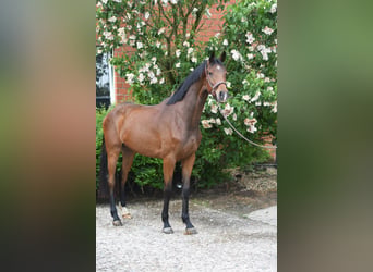 Oldenburger, Wallach, 3 Jahre, 174 cm, Brauner