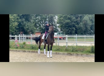 Oldenburger, Wallach, 3 Jahre, 174 cm, Dunkelbrauner