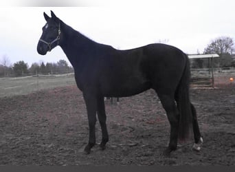Oldenburger, Wallach, 3 Jahre, 174 cm, Schwarzbrauner