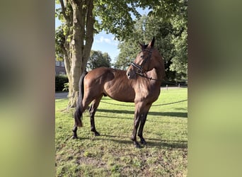 Oldenburger, Wallach, 3 Jahre, 175 cm, Brauner
