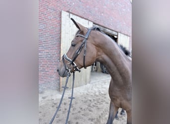 Oldenburger, Wallach, 3 Jahre, 175 cm, Brauner