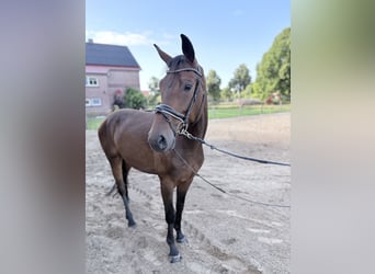 Oldenburger, Wallach, 3 Jahre, 175 cm, Brauner