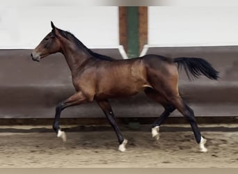 Oldenburger, Wallach, 3 Jahre, 175 cm, Brauner