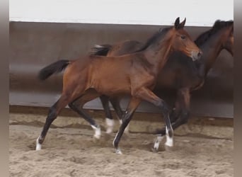 Oldenburger, Wallach, 3 Jahre, 175 cm, Brauner