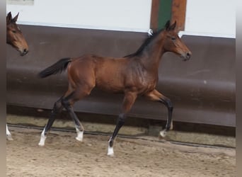 Oldenburger, Wallach, 3 Jahre, 175 cm, Brauner