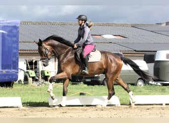 Oldenburger, Wallach, 3 Jahre, 175 cm, Dunkelbrauner