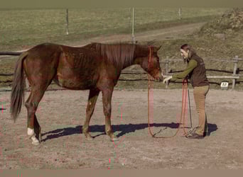 Oldenburger, Wallach, 3 Jahre, 175 cm, Dunkelfuchs