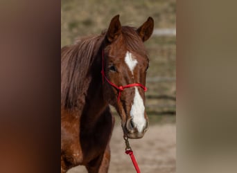 Oldenburger, Wallach, 3 Jahre, 175 cm, Dunkelfuchs