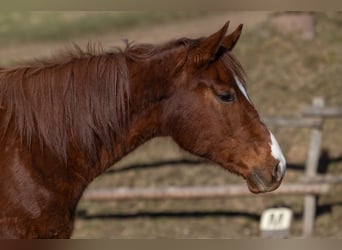 Oldenburger, Wallach, 3 Jahre, 175 cm, Dunkelfuchs