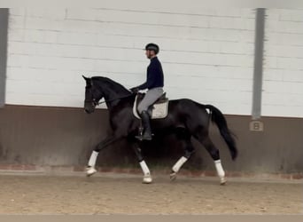 Oldenburger, Wallach, 3 Jahre, 175 cm, Schwarzbrauner Oldenburger, Wallach, 3 Jahre, 175 cm, Schwarzbrauner