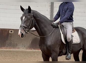 Oldenburger, Wallach, 3 Jahre, 175 cm, Schwarzbrauner Oldenburger, Wallach, 3 Jahre, 175 cm, Schwarzbrauner