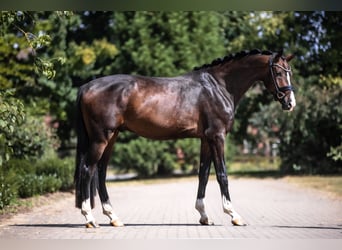 Oldenburger, Wallach, 3 Jahre, 177 cm, Brauner
