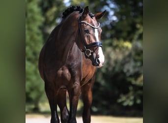 Oldenburger, Wallach, 3 Jahre, 177 cm, Brauner