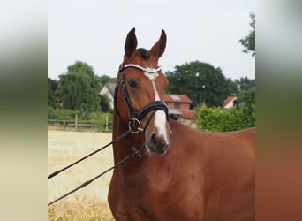 Oldenburger, Wallach, 3 Jahre, Brauner