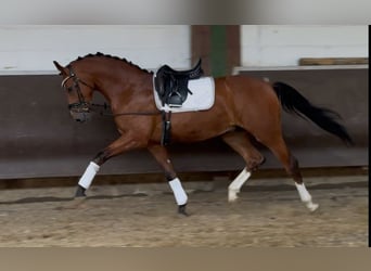 Oldenburger, Wallach, 3 Jahre, Brauner