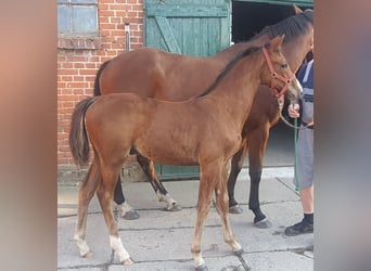 Oldenburger, Wallach, 3 Jahre, Brauner