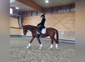 Oldenburger, Wallach, 3 Jahre, Fuchs