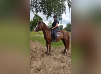 Oldenburger Mix, Wallach, 4 Jahre, 150 cm, Brauner