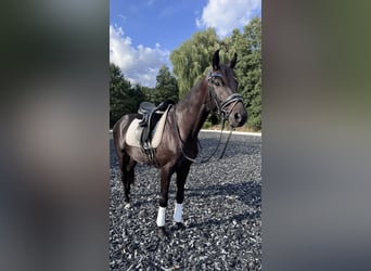 Oldenburger, Wallach, 4 Jahre, 160 cm, Rappe