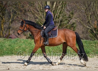 Oldenburger, Wallach, 4 Jahre, 161 cm, Brauner