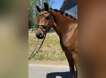 Oldenburger, Wallach, 4 Jahre, 162 cm, Brauner