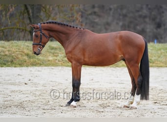 Oldenburger, Wallach, 4 Jahre, 162 cm, Brauner