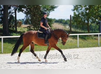Oldenburger, Wallach, 4 Jahre, 162 cm, Brauner