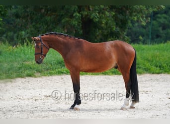 Oldenburger, Wallach, 4 Jahre, 162 cm, Brauner