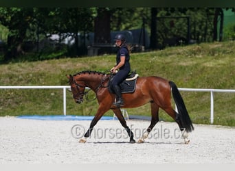 Oldenburger, Wallach, 4 Jahre, 162 cm, Brauner