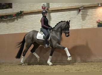 Oldenburger, Wallach, 4 Jahre, 162 cm, Dunkelbrauner