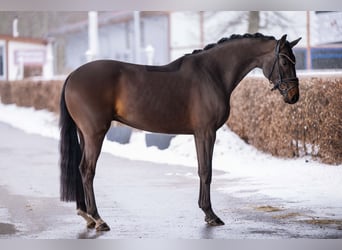 Oldenburger, Wallach, 4 Jahre, 162 cm, Dunkelbrauner