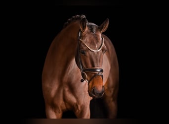 Oldenburger, Wallach, 4 Jahre, 162 cm, Dunkelbrauner