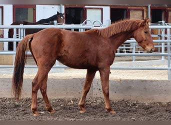 Oldenburger, Wallach, 4 Jahre, 162 cm, Fuchs