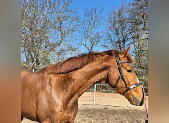 Oldenburger, Wallach, 4 Jahre, 162 cm, Fuchs