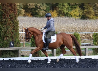 Oldenburger, Wallach, 4 Jahre, 162 cm, Fuchs