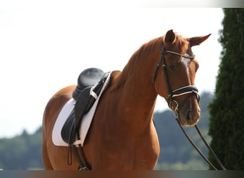 Oldenburger, Wallach, 4 Jahre, 162 cm, Fuchs