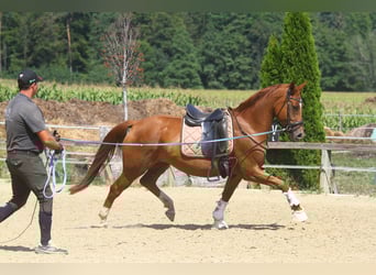 Oldenburger, Wallach, 4 Jahre, 162 cm, Fuchs
