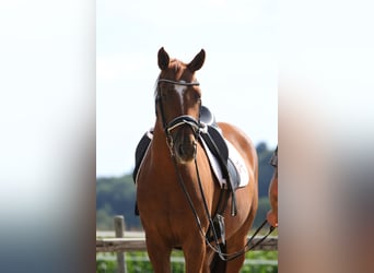 Oldenburger, Wallach, 4 Jahre, 162 cm, Fuchs