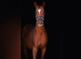 Oldenburger, Wallach, 4 Jahre, 162 cm, Fuchs