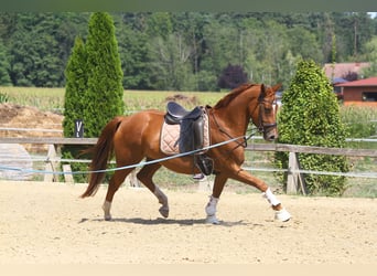 Oldenburger, Wallach, 4 Jahre, 162 cm, Fuchs
