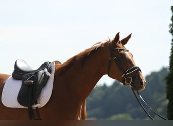 Oldenburger, Wallach, 4 Jahre, 162 cm, Fuchs